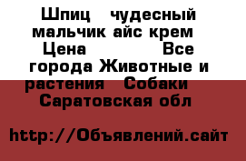 Шпиц - чудесный мальчик айс-крем › Цена ­ 20 000 - Все города Животные и растения » Собаки   . Саратовская обл.